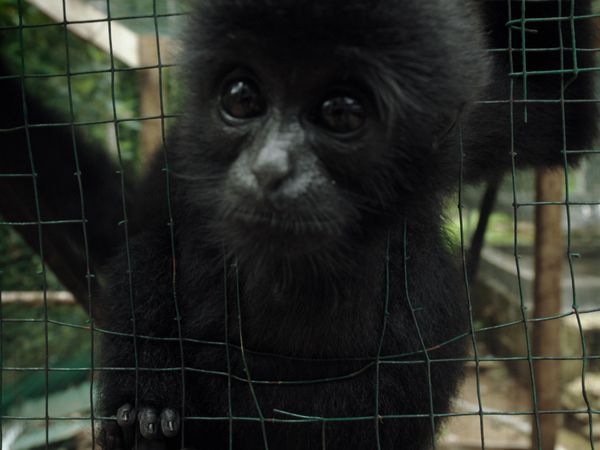 1 000 jours pour la planète - Le sauvetage de gibbons de Bornéo