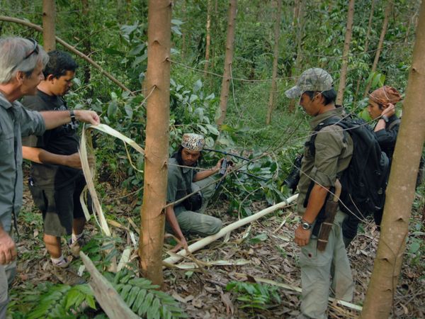 1 000 jours pour la planète - Les éléphants de Sumatra