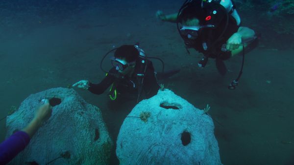 1 000 jours pour la planète - Poisson au cyanure et autres petites recettes nocives