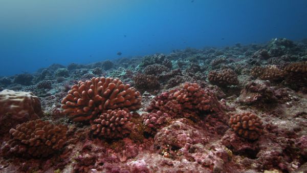 1 000 jours pour la planète - La grande disruption climatique