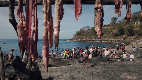 1 000 jours pour la planète - La chasse aux cachalots