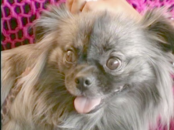 El encantador de perros - Ava & Gus