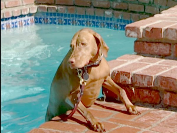 El encantador de perros - Rana & Ruby