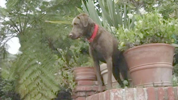 El encantador de perros - Josh & Boomer