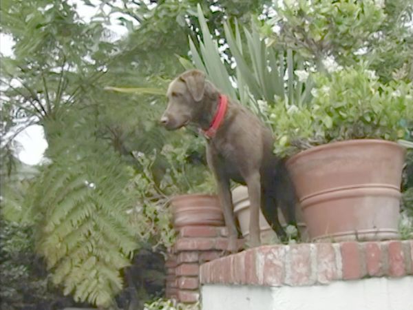 El encantador de perros - Josh & Boomer