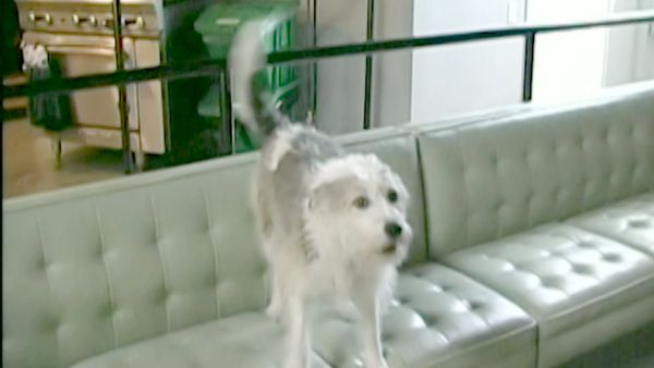 El encantador de perros - Slick & Pepper