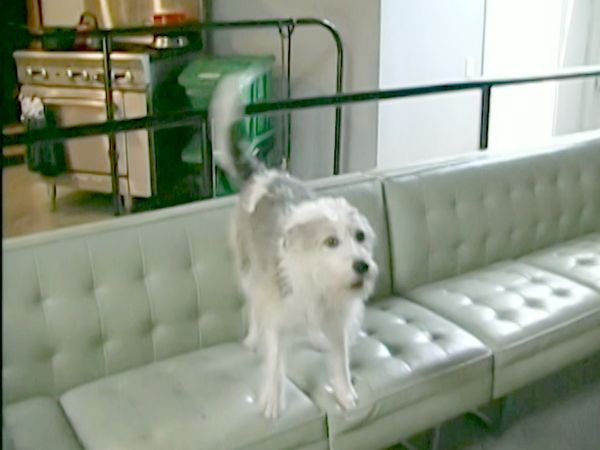 El encantador de perros - Slick & Pepper