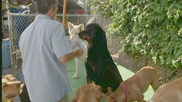 El encantador de perros - Lucy & Lizzie