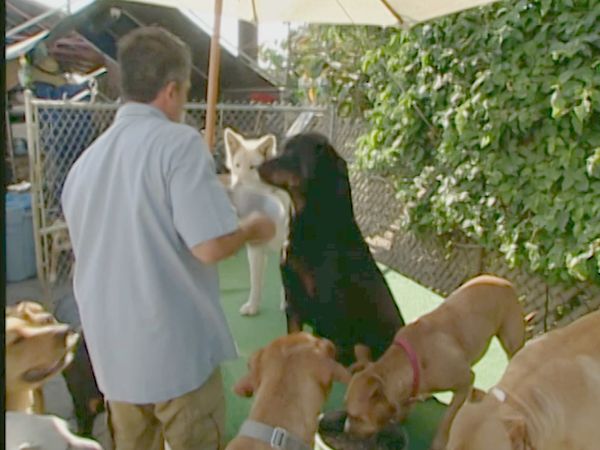 El encantador de perros - Lucy & Lizzie