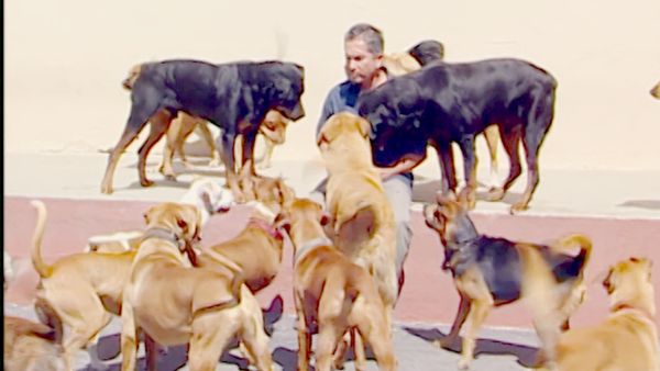 El encantador de perros - Sunshine & Teddy