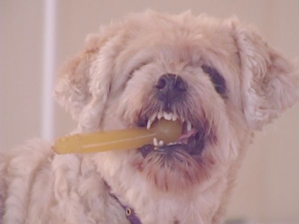 El encantador de perros - Sasha & Shep