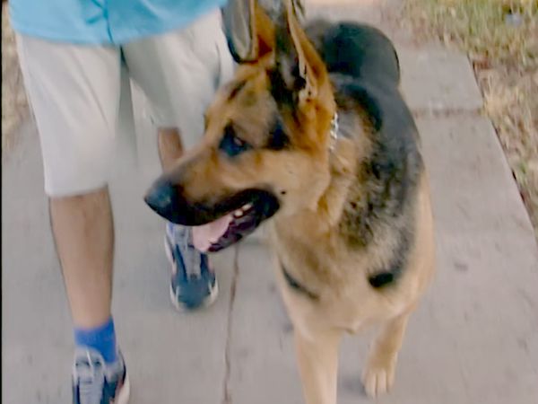 El encantador de perros - Goldie & Pepsi