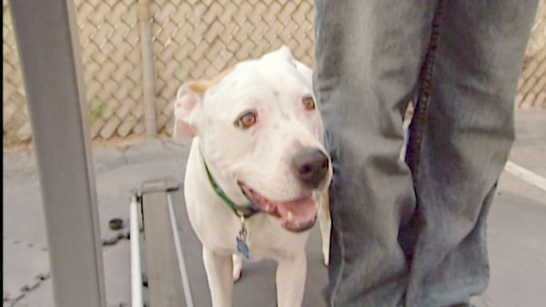 El encantador de perros - Emily