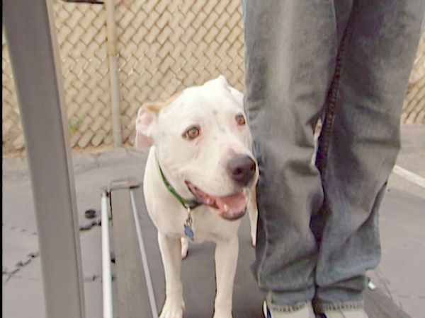El encantador de perros - Emily