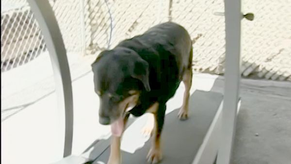 El encantador de perros - Nicki