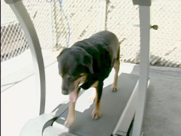 El encantador de perros - Nicki
