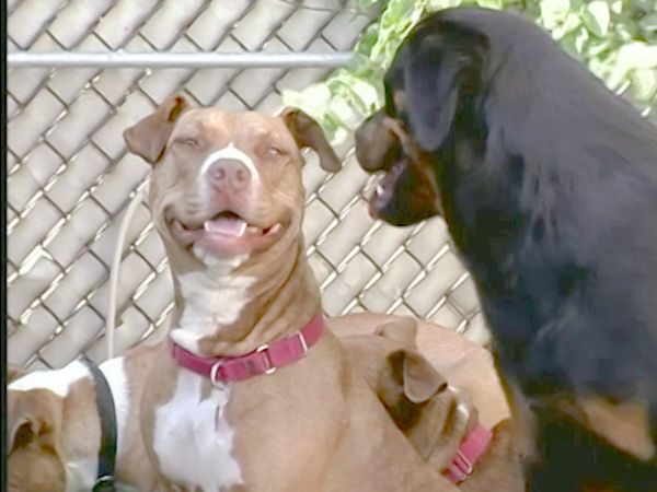 El encantador de perros - J & Alice
