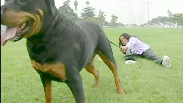 El encantador de perros - Jake & King