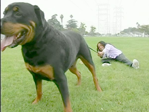 El encantador de perros - Jake & King