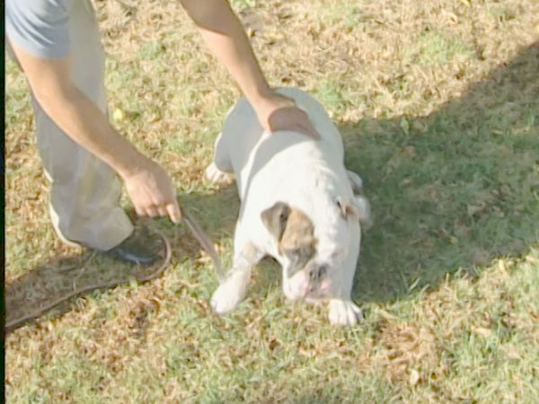 El encantador de perros - Bella & Jordan