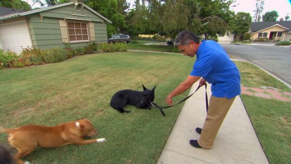 El encantador de perros - Spike, Jake & Nugget, & Wendel