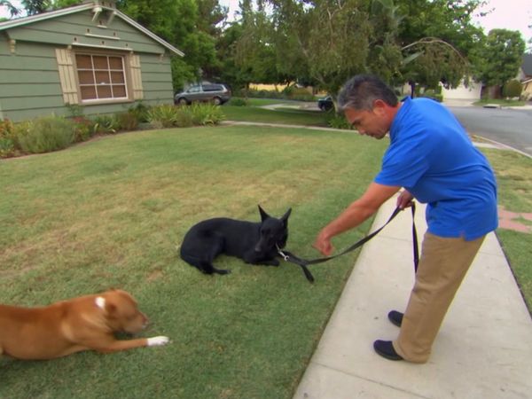 El encantador de perros - Spike, Jake & Nugget, & Wendel