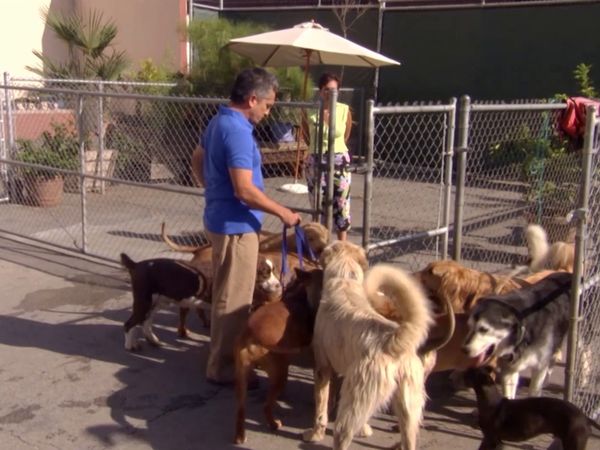 El encantador de perros - Duke & Lulu, & Sparky