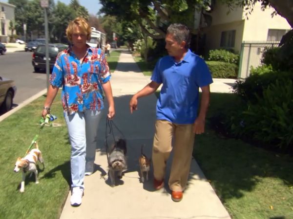 El encantador de perros - Bikini, Fella, Winston & Oliver
