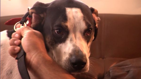 El encantador de perros - Isis & Tina, Nugget, & The Katrina Dogs