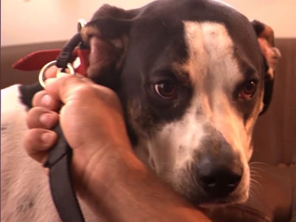 El encantador de perros - Isis & Tina, Nugget, & The Katrina Dogs