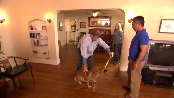 El encantador de perros - Jonbee, Hudson & Violet, & Buford