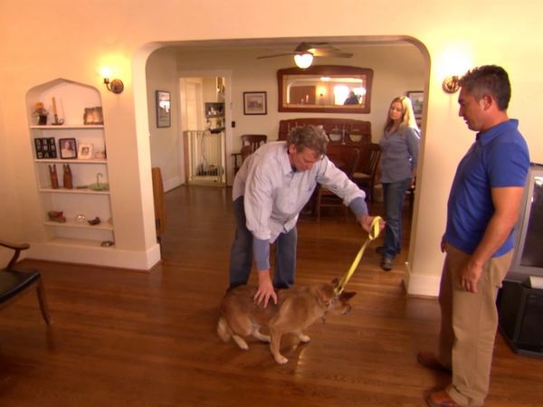 El encantador de perros - Jonbee, Hudson & Violet, & Buford