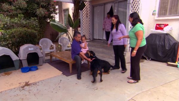 El encantador de perros - Buddy, Tiger & Roxy, & Booker