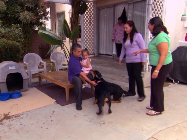 El encantador de perros - Buddy, Tiger & Roxy, & Booker