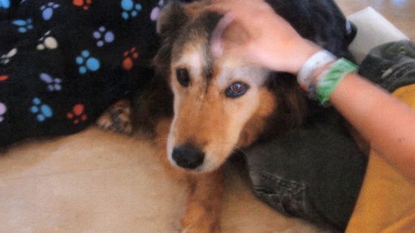 El encantador de perros - Buster, Holli, y Spike & Belle
