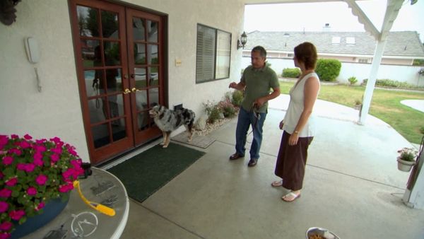 El encantador de perros - Kobe, Banjo, & Kisses