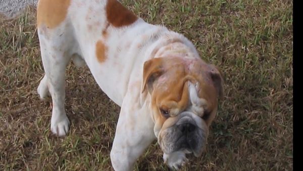 El encantador de perros - Wilshire & Butch