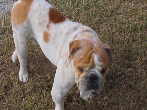 El encantador de perros - Wilshire & Butch