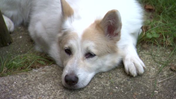 El encantador de perros - Molly, Jane, and Genoa