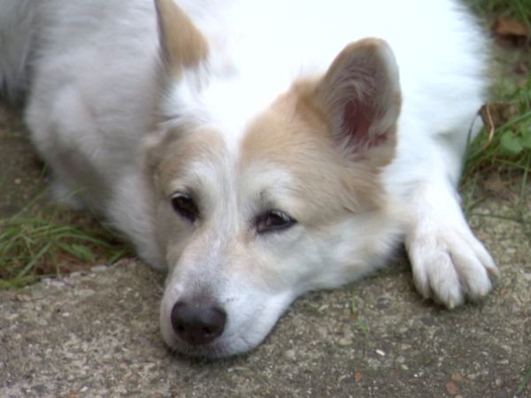 El encantador de perros - Molly, Jane, and Genoa