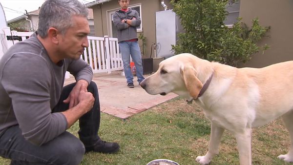El encantador de perros - Cesar's Worst Bite