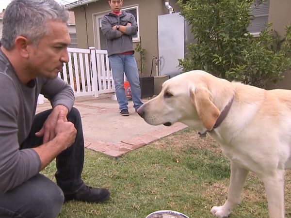 El encantador de perros - Cesar's Worst Bite