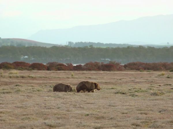 La vida secreta del wombat - El viaje de joey