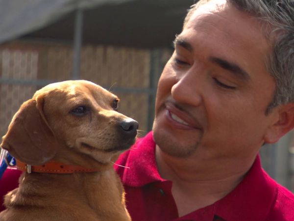 El encantador de perros - Perros de búsqueda
