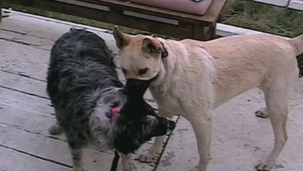 El encantador de perros - Stella, Nala & Phoebe