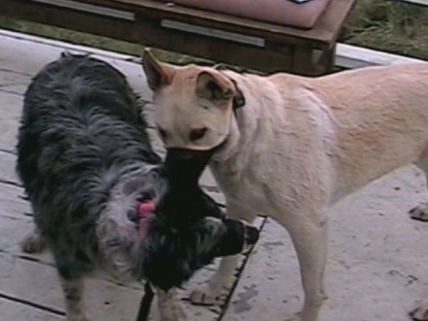 El encantador de perros - Stella, Nala & Phoebe