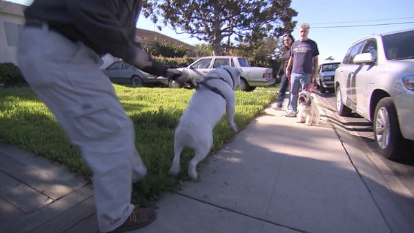 El encantador de perros - Bull-Whipped