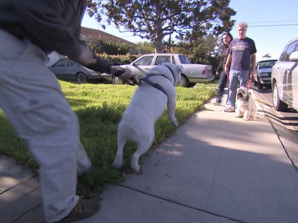 El encantador de perros - Bull-Whipped