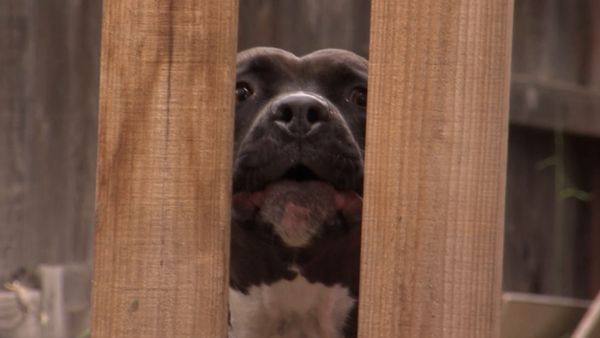 El encantador de perros - Hounded By Fear