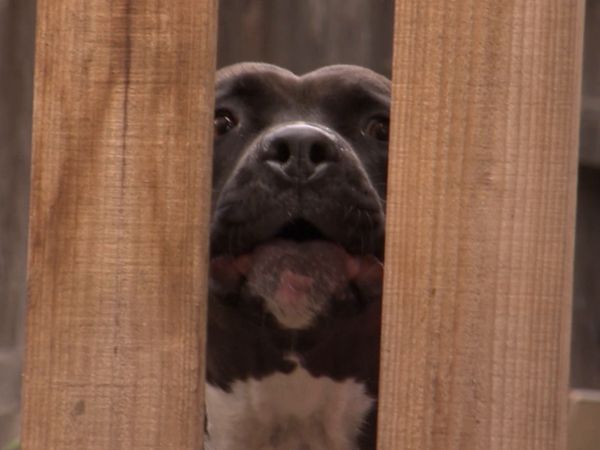 El encantador de perros - Hounded By Fear
